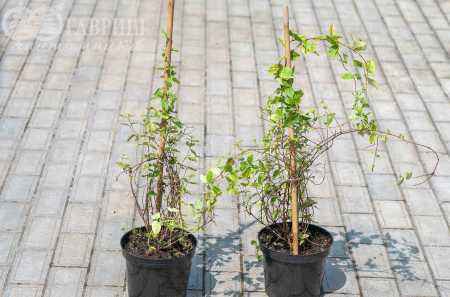 саженцы Жимолость японская Aureoreticulata