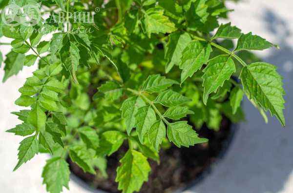 саженцы Кампсис укореняющийся Flava