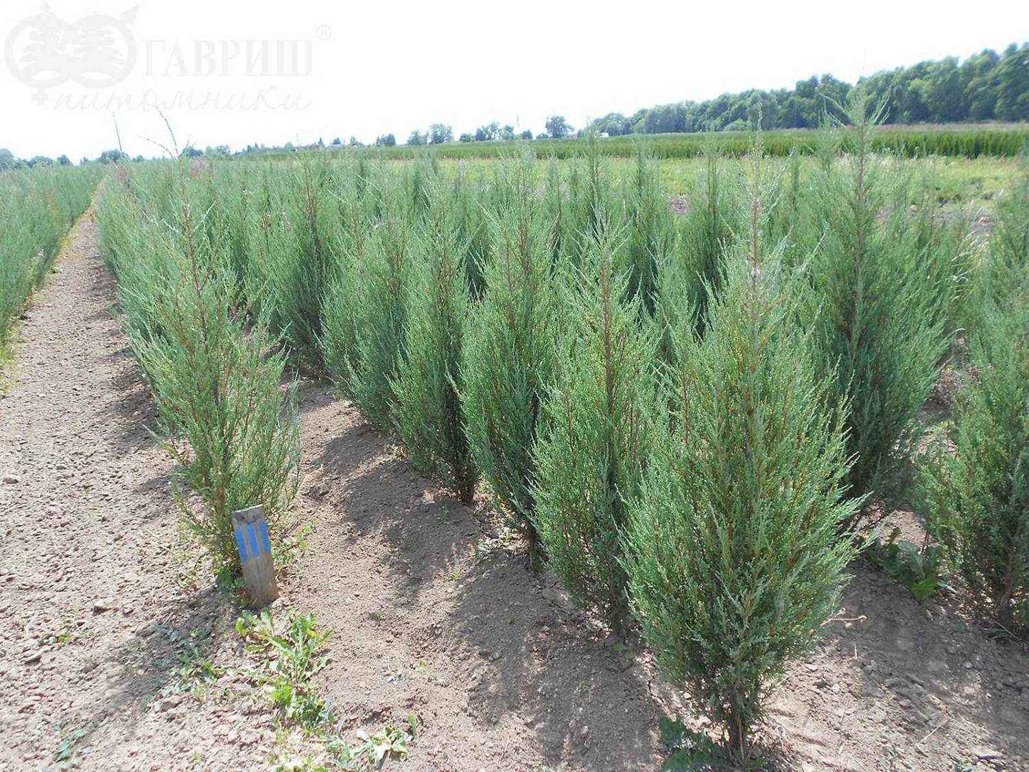 Можжевельник скальный Skyrocket