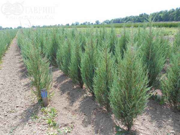 Купить можжевельник скальный skyrocket деревья и растения