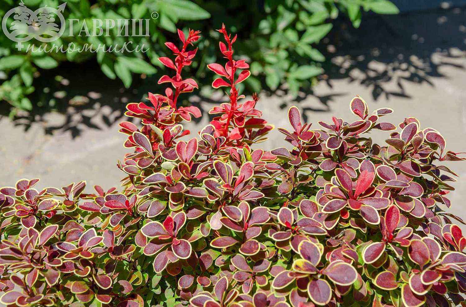 Барбарис Тунберга Admiration