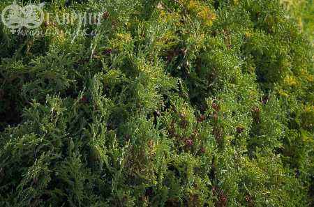 Купить туя западная hoseri деревья и растения