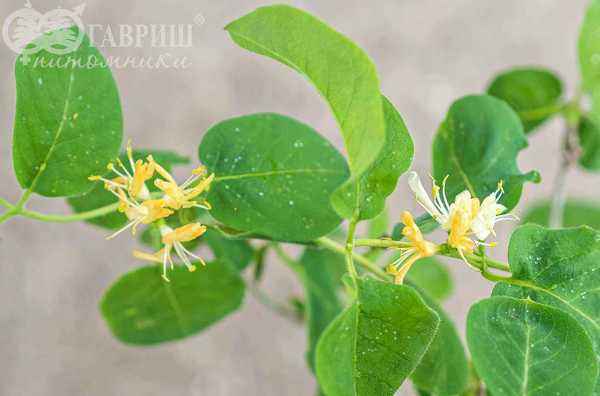 саженцы Жимолость обыкновенная  (лесная, настоящая)