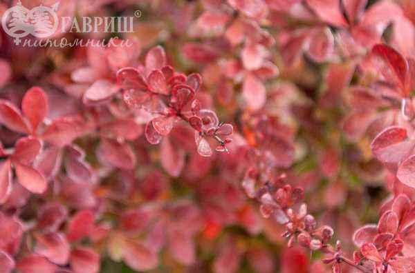 саженцы Барбарис Тунберга Atropurpurea Nana