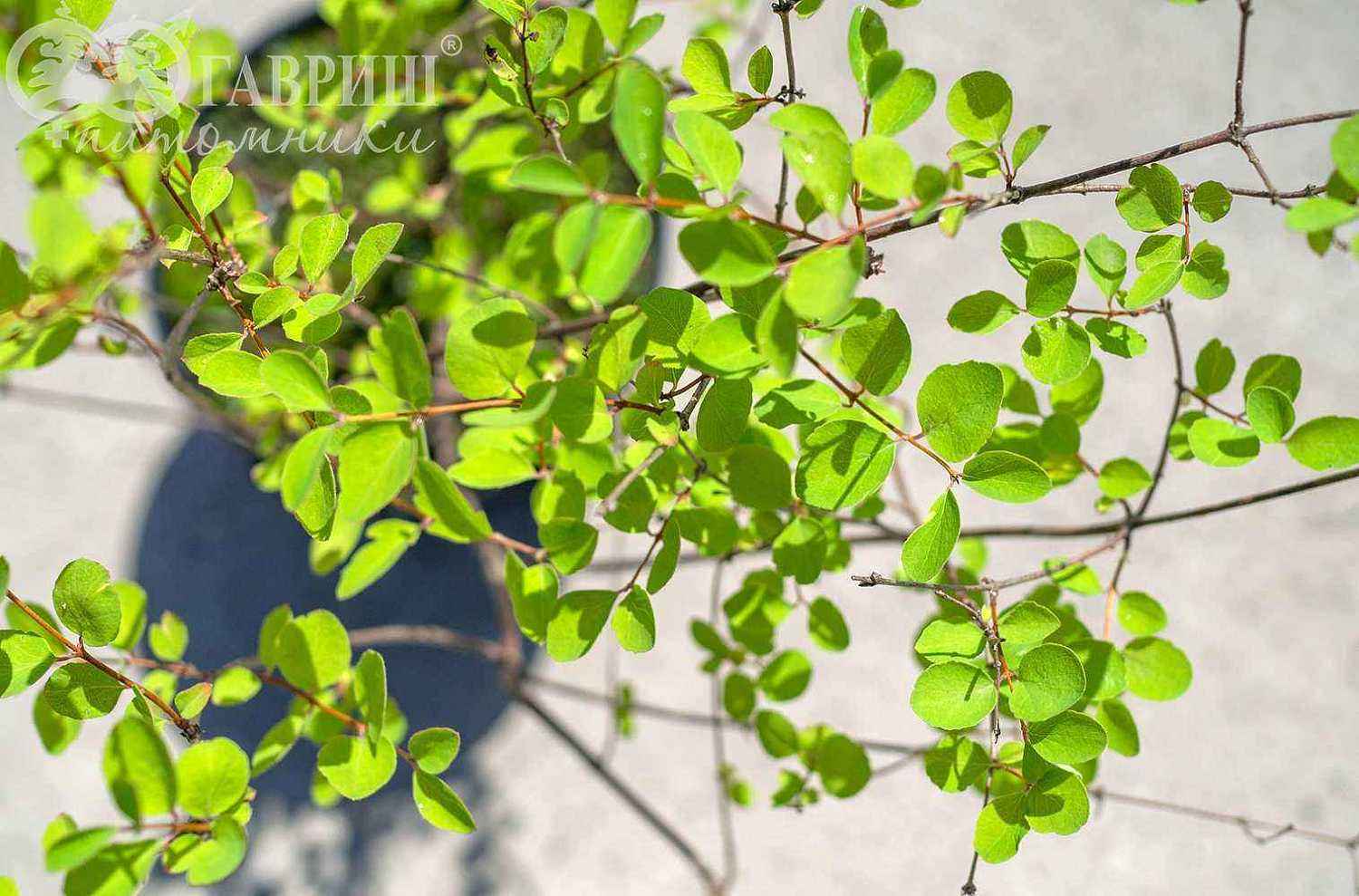 Снежноягодник Доренбоза Magic Berry