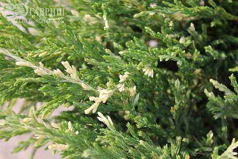 Купить можжевельник горизонтальный andorra variegata деревья и растения