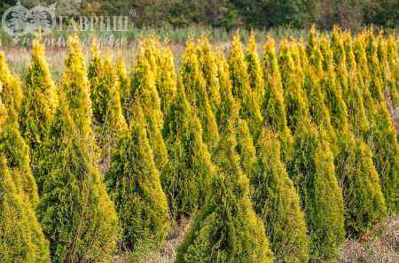 Купить туя западная golden smaragd деревья и растения