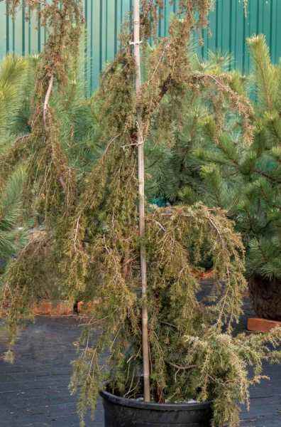 Купить можжевельник обыкновенный horstmann деревья и растения