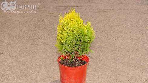 Купить туя восточная aurea nana деревья и растения