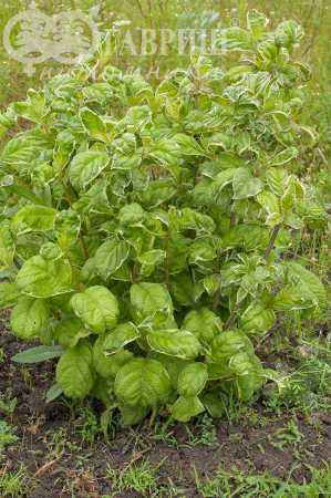 саженцы Вейгела цветущая Caricature