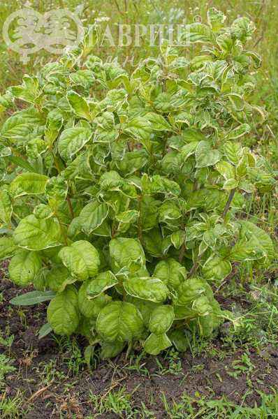 саженцы Вейгела цветущая Caricature