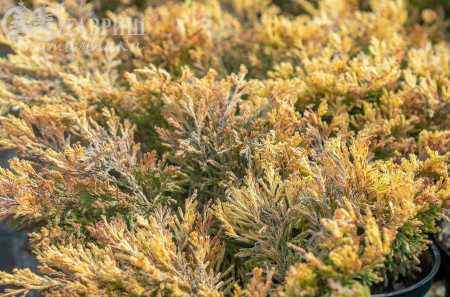 Купить можжевельник горизонтальный lime glow деревья и растения