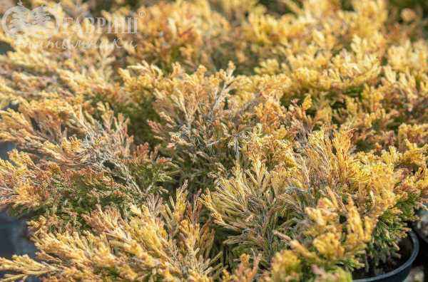 Купить можжевельник горизонтальный lime glow деревья и растения