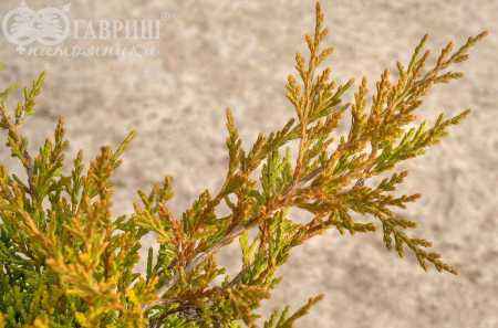 Купить можжевельник средний mordigan gold деревья и растения