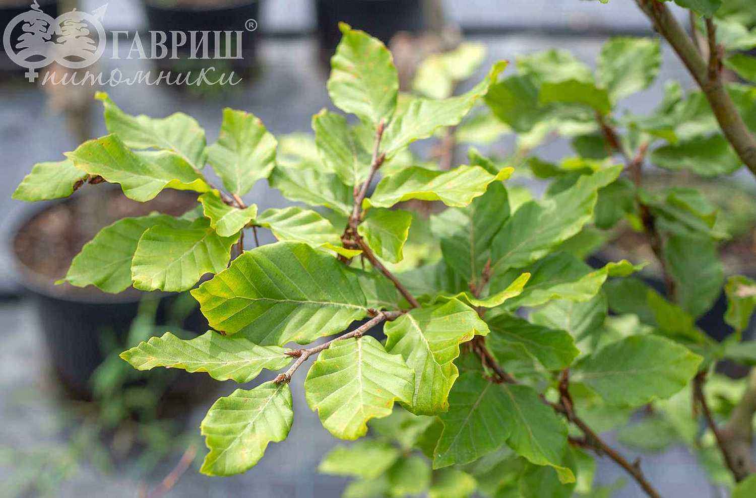 Бук лесной (европейский)