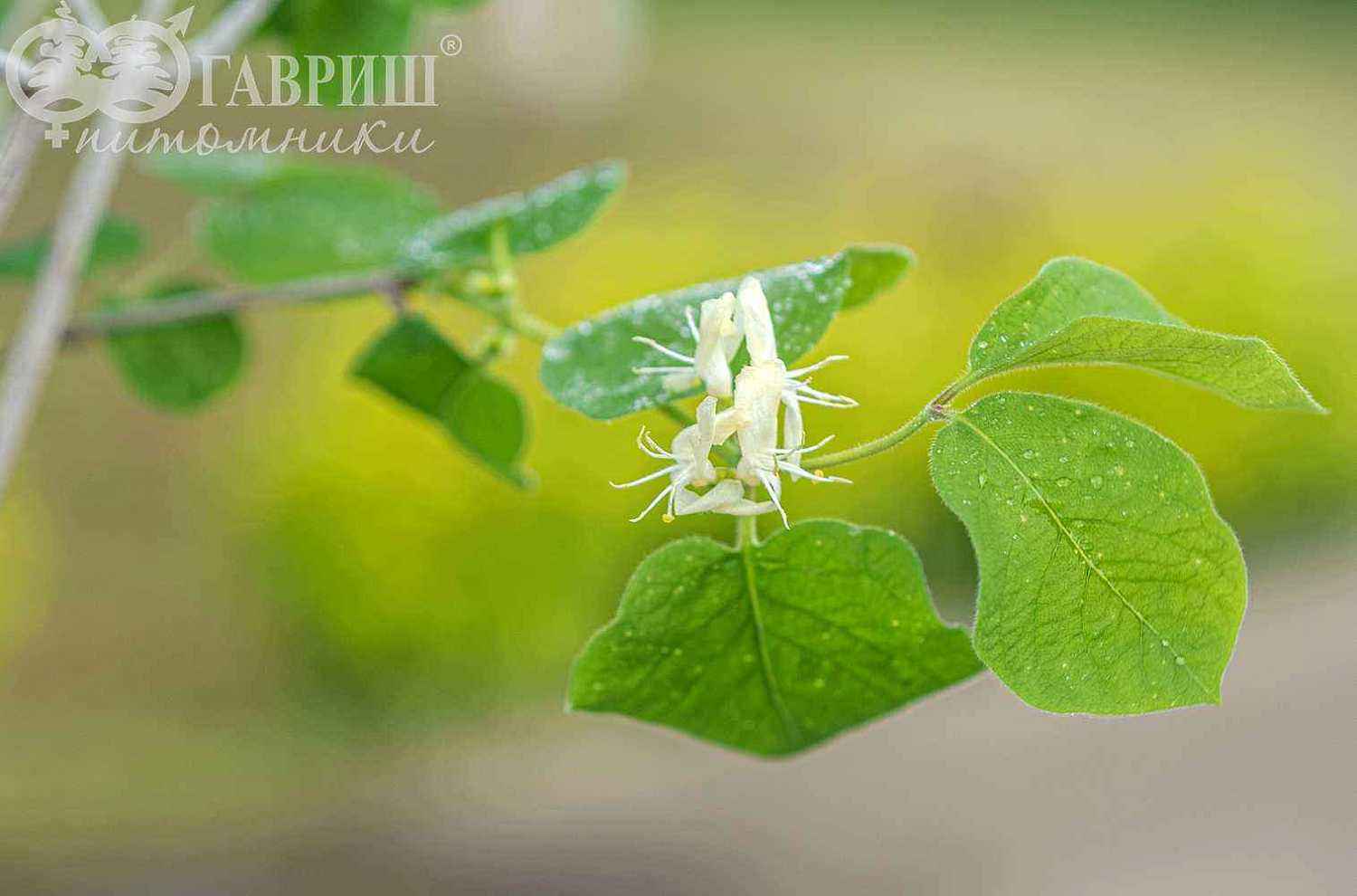 Жимолость обыкновенная  (лесная, настоящая)