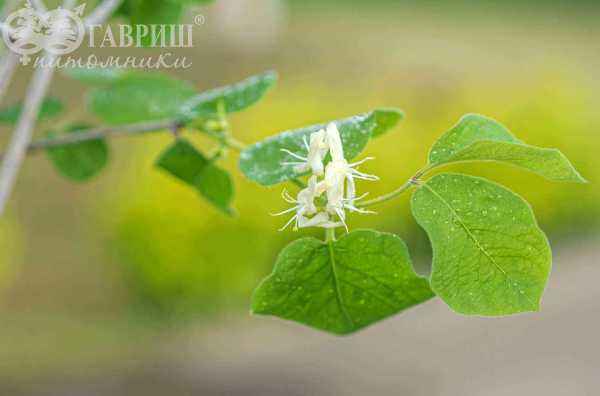 саженцы Жимолость обыкновенная  (лесная, настоящая)