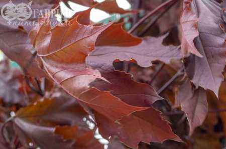Саженцы клён остролистный royal red