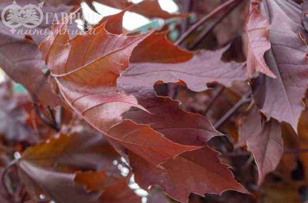 Саженцы клён остролистный royal red Саженцы клён остролистный royal red