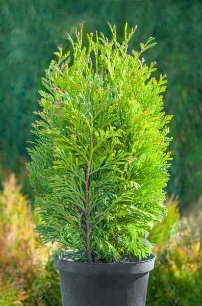 Купить туя западная tip top деревья и растения