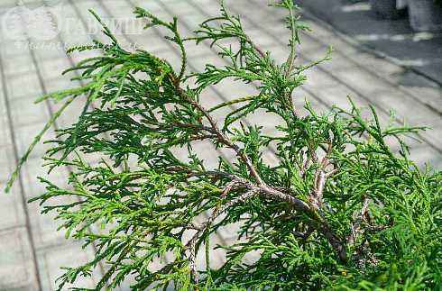 Купить кипарисовик горохоплодный filifera деревья и растения