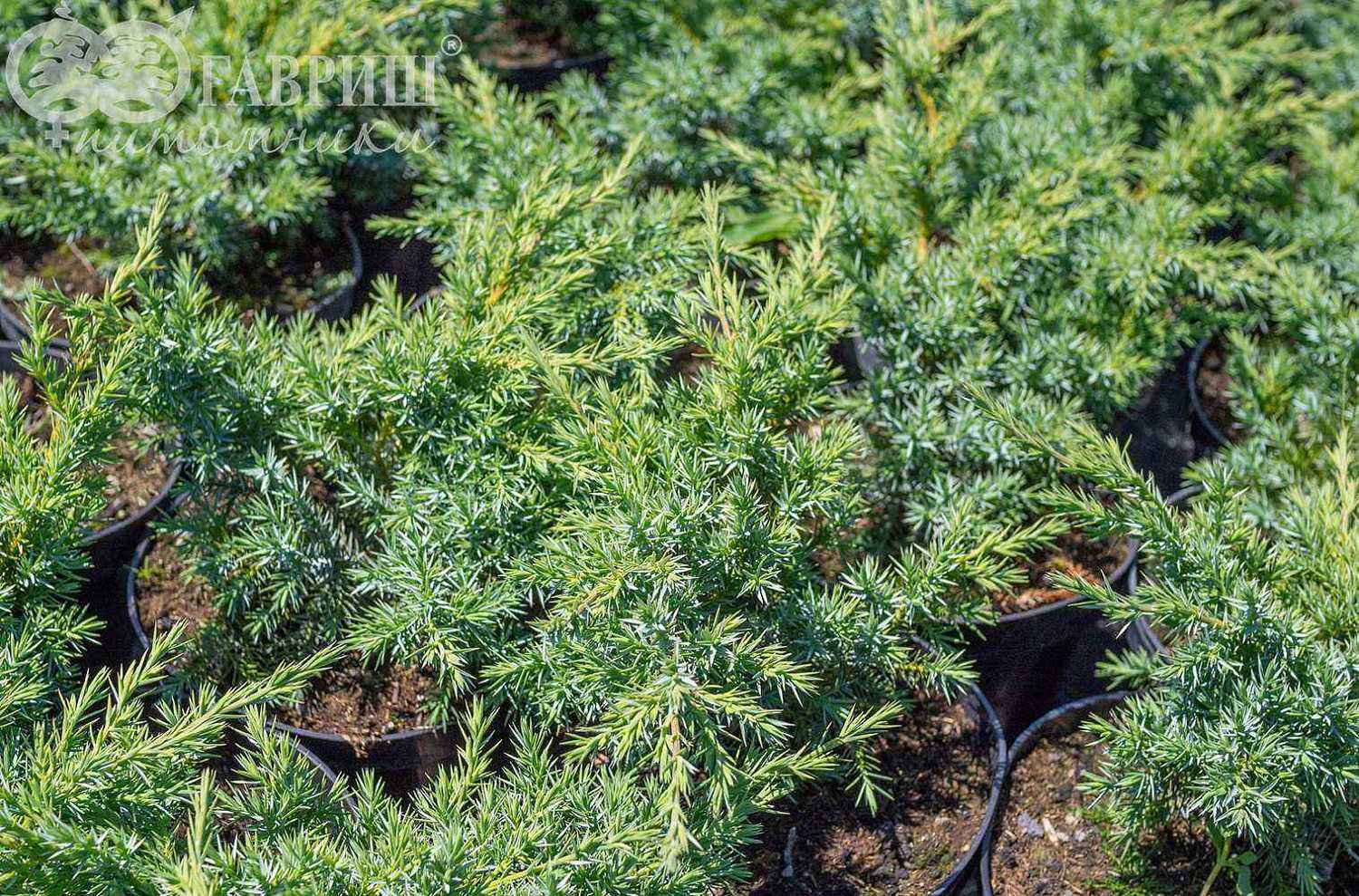 Можжевельник чешуйчатый Hunnetorp