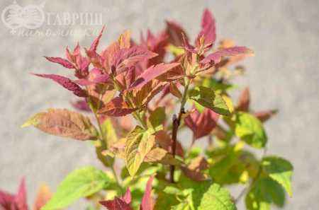 саженцы Спирея японская Macrophylla