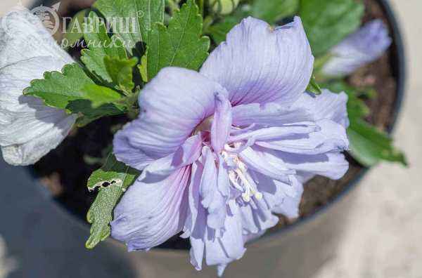 саженцы Гибискус сирийский Blue Chiffon