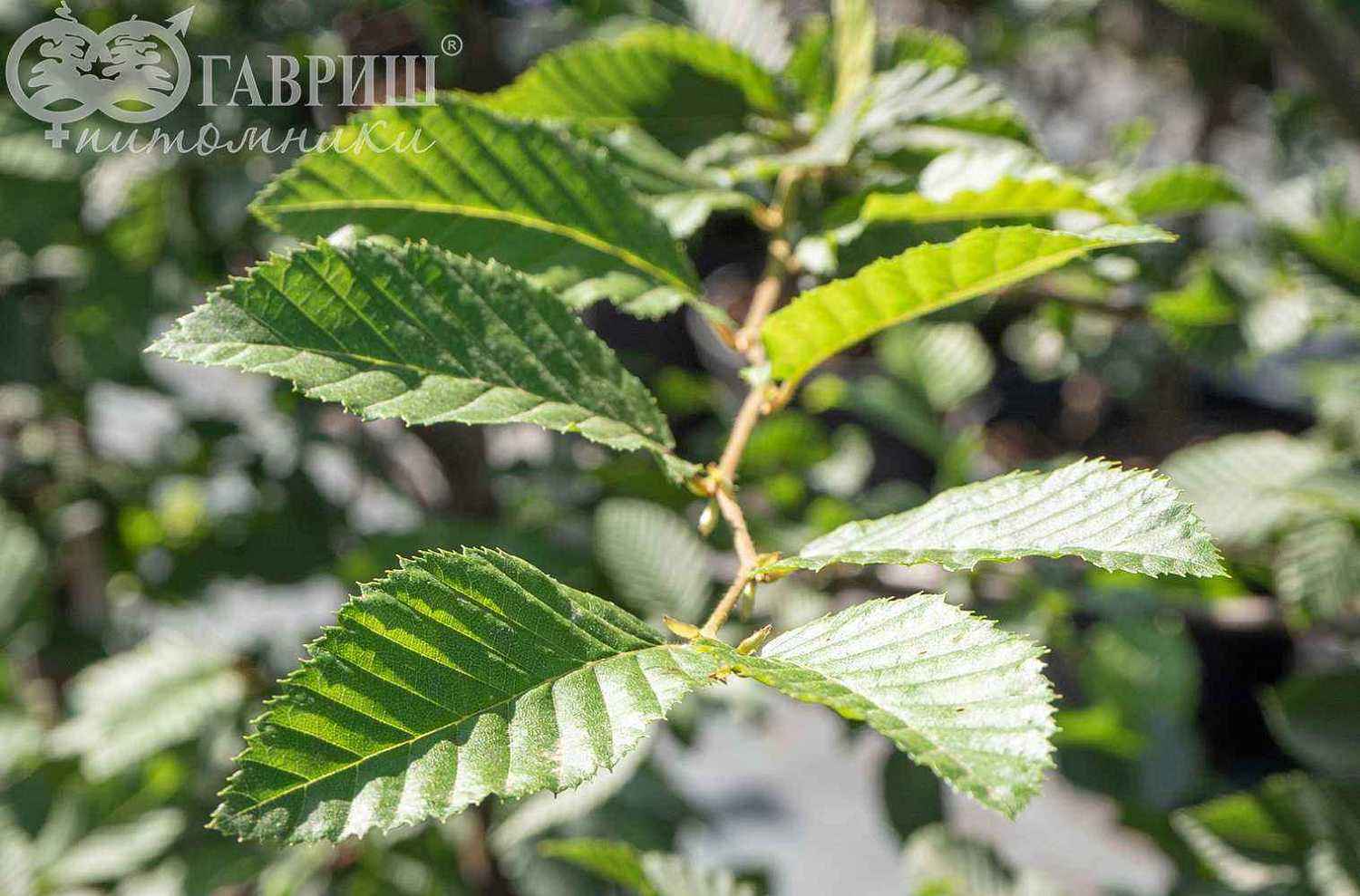 Граб обыкновенный