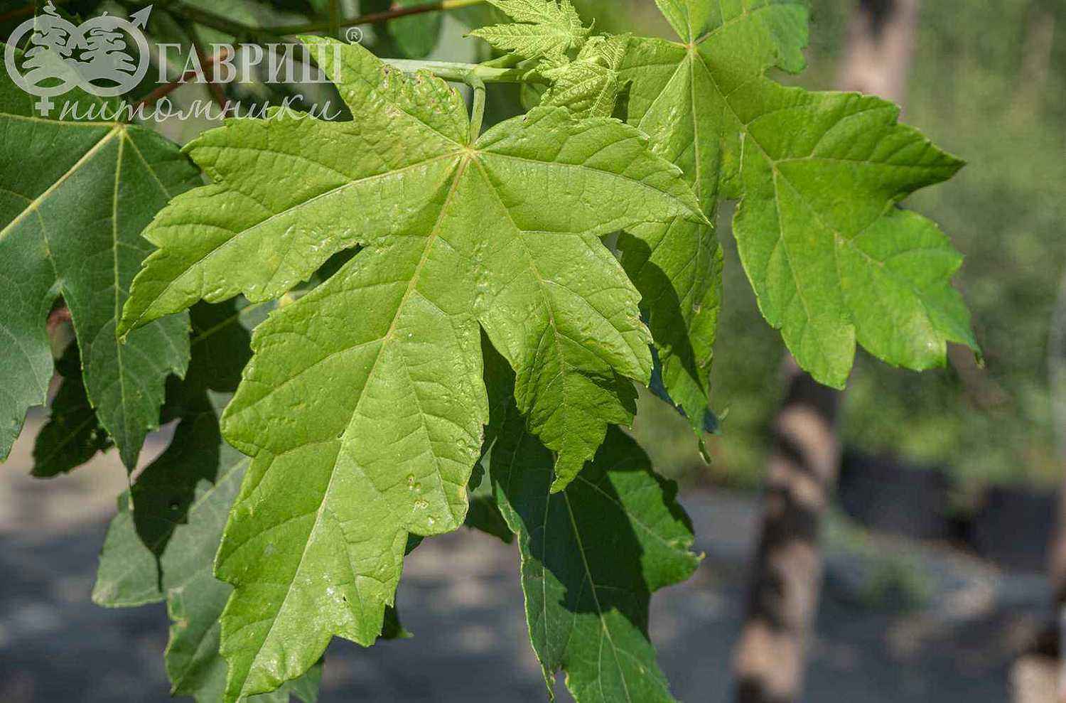 Клён красный Fairview Flame