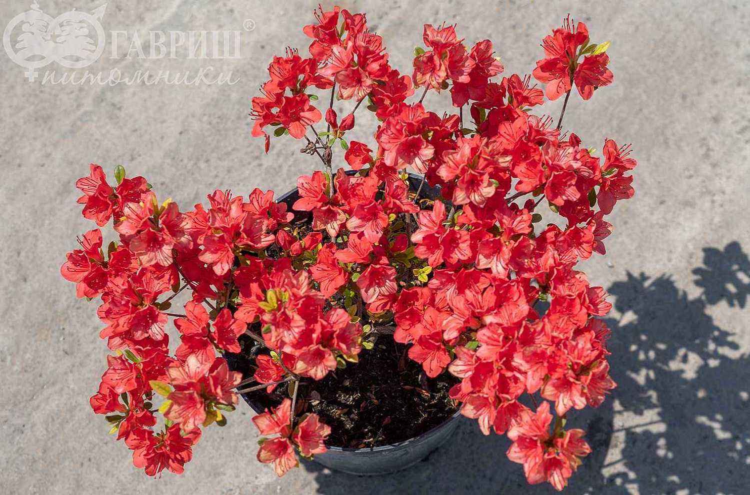 Азалия японcкая Fridoline