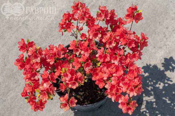 саженцы Азалия японcкая Fridoline