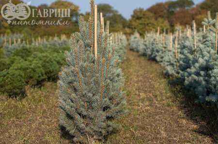 Купить ель колючая iseli fastigiata деревья и растения