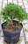 Купить сосна горная grune welle деревья и растения