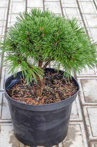 Купить сосна горная grune welle деревья и растения