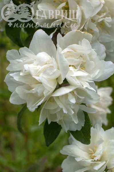 саженцы Чубушник Virginal