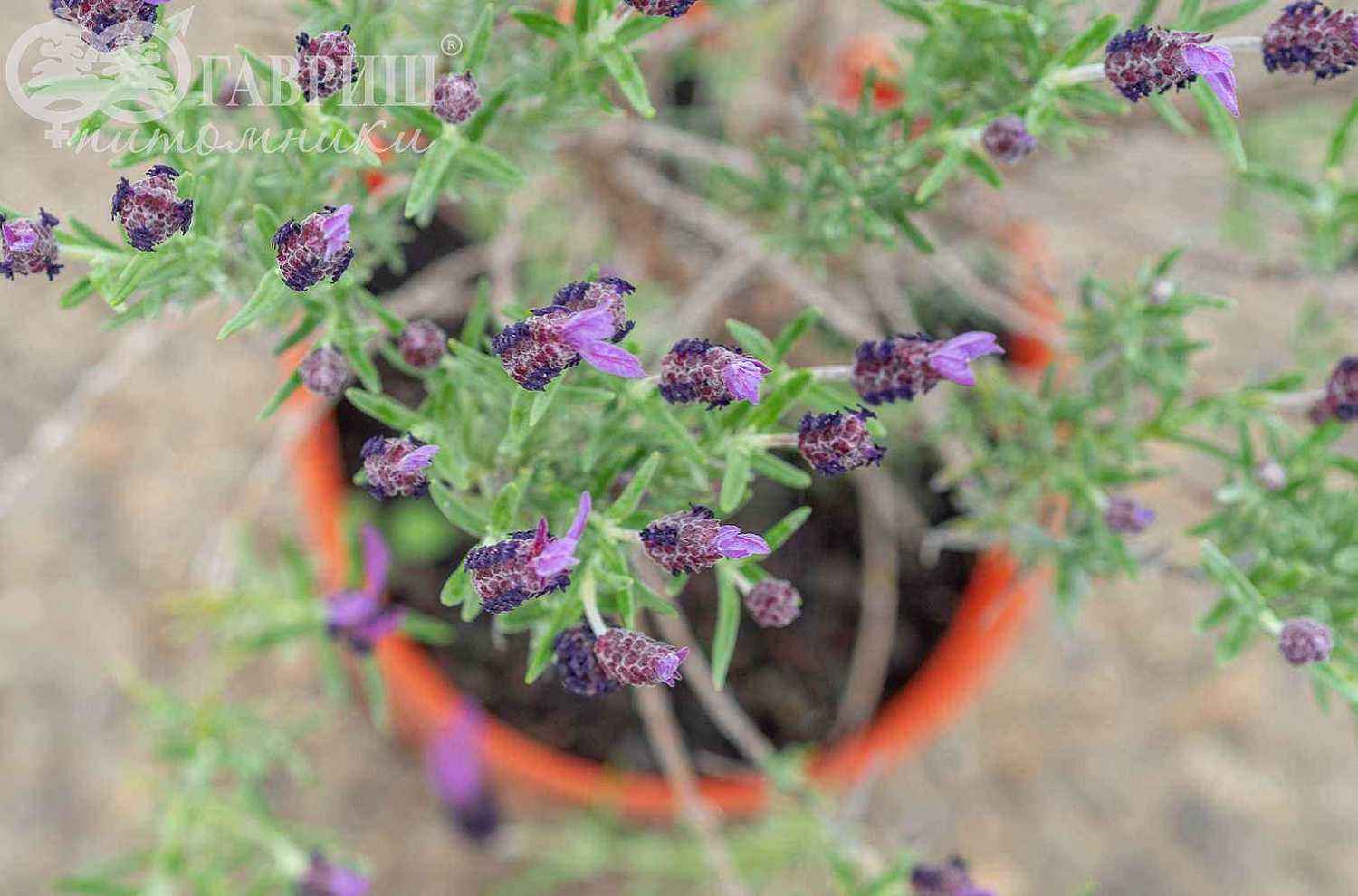 Лаванда узколистная  Victory
