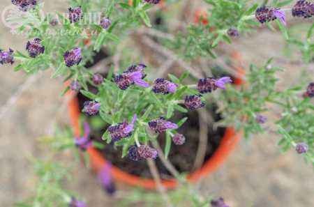 саженцы Лаванда узколистная  Victory