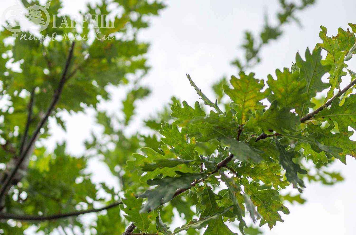 Дуб красный