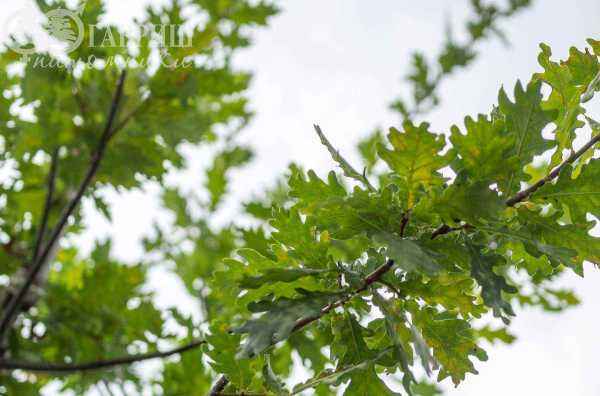 Саженцы дуб красный