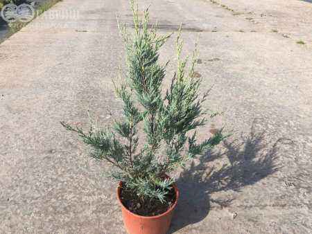 Купить можжевельник скальный moonglow деревья и растения