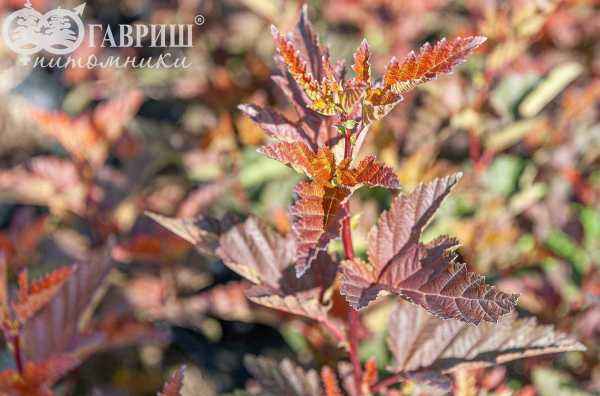 саженцы Пузыреплодник калинолистный Little Angel