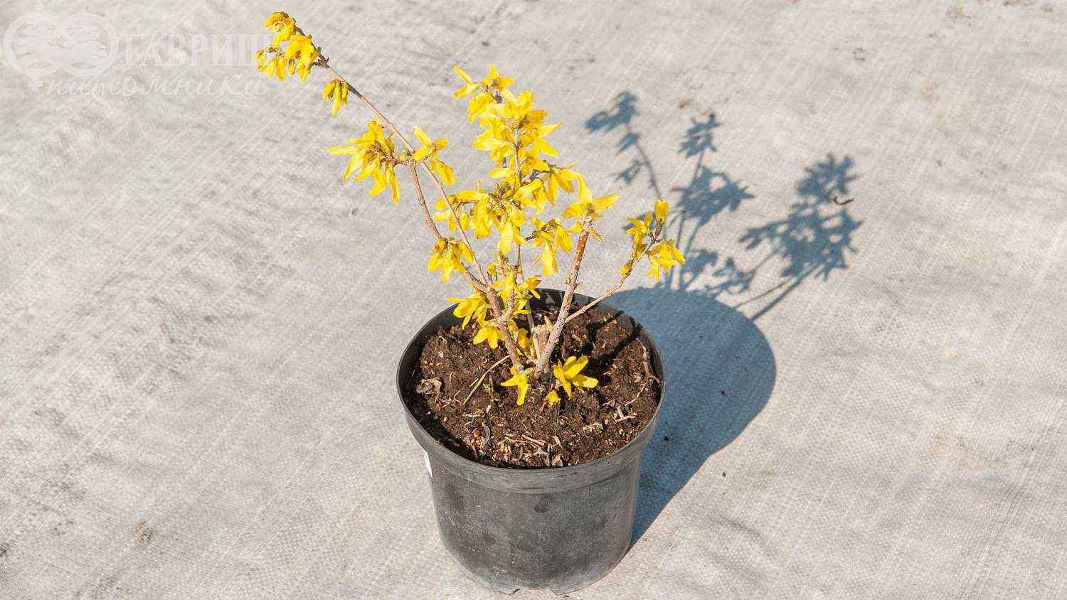 Форзиция средняя Lynwood