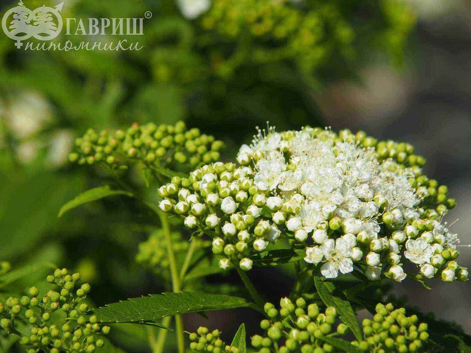 Спирея японская Albiflora