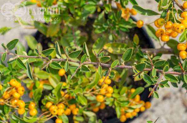 саженцы Пираканта шарлаховая Soleil d'Or