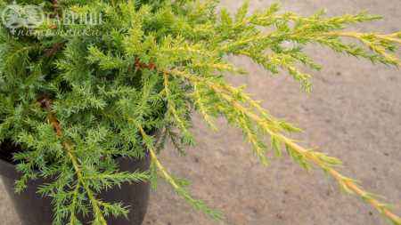 Купить можжевельник средний gold kissen деревья и растения