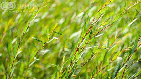 саженцы Ива пурпурная Nana