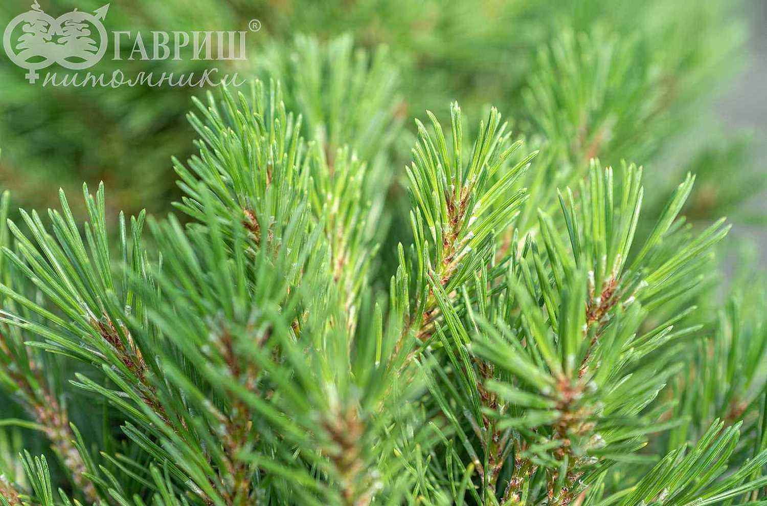 Сосна горная Mops