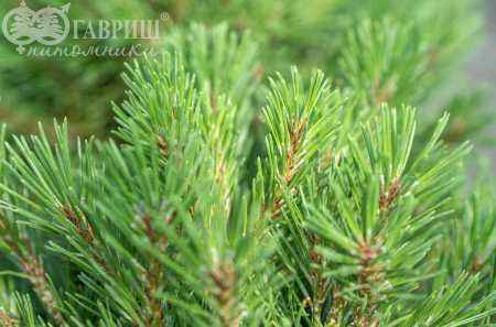 Купить сосна горная mops деревья и растения