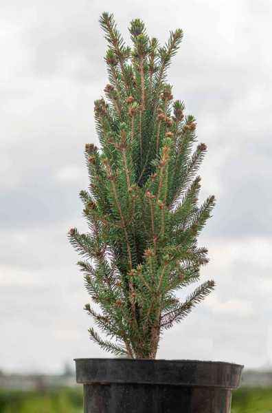 Купить ель канадская cinderella деревья и растения